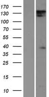 DIAPH1 Protein (Over-Expression Lysate Myc-DDK (Flag))