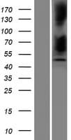 SERPINB12 Protein (Over-Expression Lysate Myc-DDK (Flag))