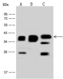 MRPS35 Antibody