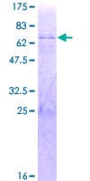 Human THAP10 Protein (Recombinant GST)
