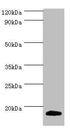 MLANA / Melan-A Antibody (aa48-118)