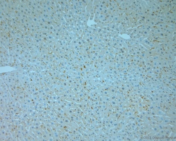 Polyclonal Rabbit anti-Mouse TMEM37 Antibody (aa160-211, IHC)