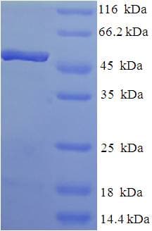 Human TCEA2 / TFIIS Protein (Recombinant His-SUMO)