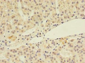 LSM4 Antibody (aa1-139, FITC)