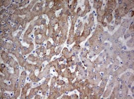 FEN1 Antibody (aa117-380, clone OTI1F3)