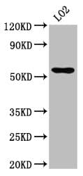 Polyclonal Rabbit anti-Human AGXT2 Antibody (IF, WB)