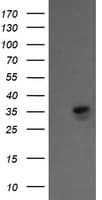 KIF25 Antibody (clone OTI2C9)