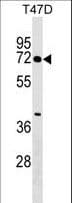 Polyclonal Rabbit anti-Human ZNF563 Antibody (aa105-131, WB)