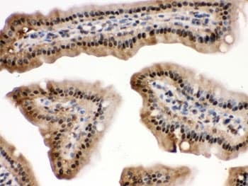 MAPK13 / p38delta Antibody