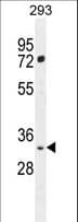 Polyclonal Rabbit anti-Human FRG2B Antibody (aa15-43, WB)
