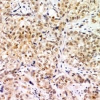 SNAP29 Antibody