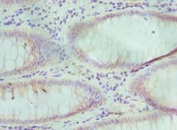 TCEB3 / Elongin A Antibody (aa679-798)