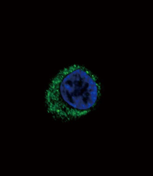 EDNRA / Endothelin A Receptor Antibody (aa125-154)