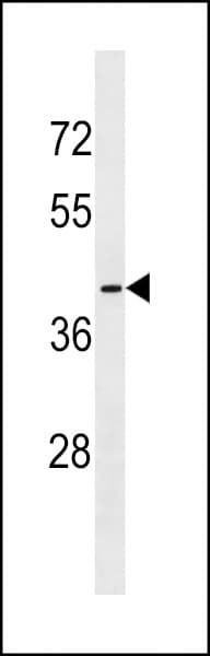 OR56B1 Antibody (aa1-30)