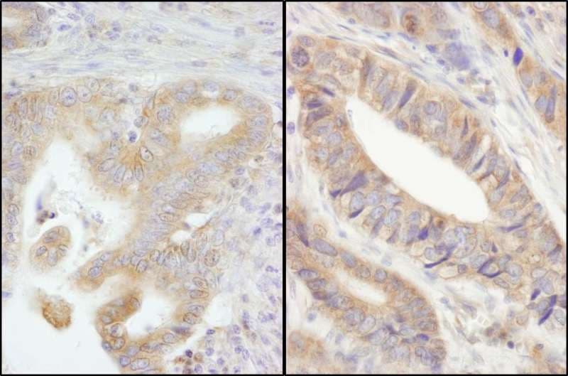PTP-PEST / PTPN12 Antibody (aa760-780)