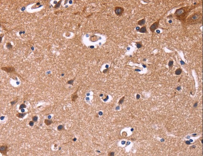 SIGLEC5 / CD170 Antibody