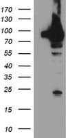 TRAP1 / HSP75 Antibody (clone OTI1H8, Carrier-free)
