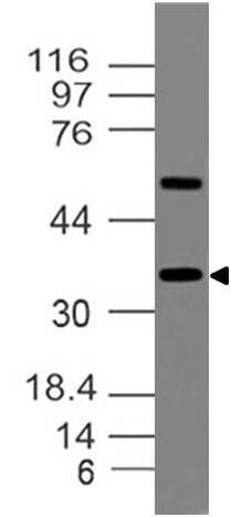 MAFA Antibody