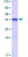 Human MYLK Protein (Recombinant GST)