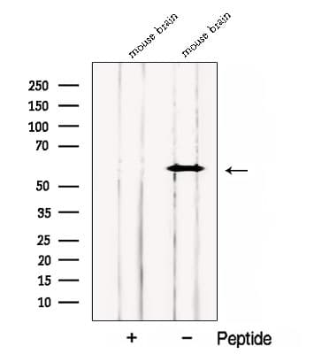 CNKSR3 Antibody