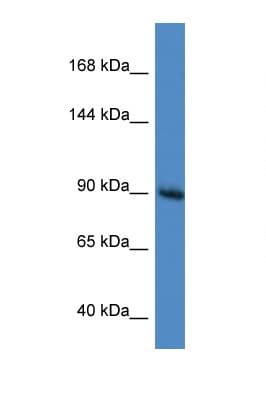 RASA1 Antibody (aa953-1002)