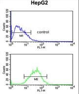 WDR82 / TMEM113 Antibody (aa1-30)