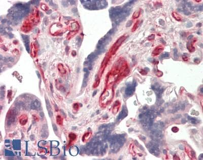 IHC-plus™ NUCB1 / Nucleobindin Antibody (clone 1H8-2C11)