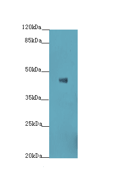 SIPR3 / EDG3 / S1P3 Antibody