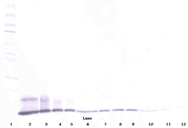 I-309 / CCL1 Antibody