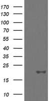 UBE2G2 Antibody (clone OTI5F1)