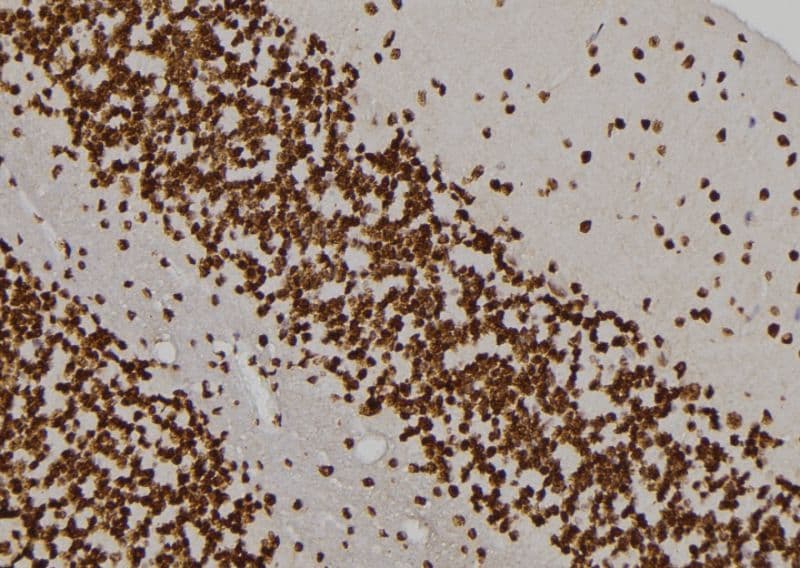 MVP / VAULT1 Antibody