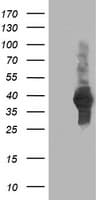 ATG3 Antibody (clone OTI3G3)