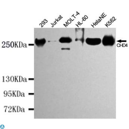 CHD4 Antibody