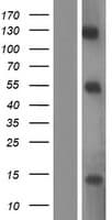 E2F7 Protein (Over-Expression Lysate Myc-DDK (Flag))