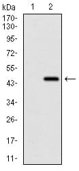 Monoclonal Mouse anti-Human RING1 Antibody (clone 8C12F4, aa79-263, IHC, WB)