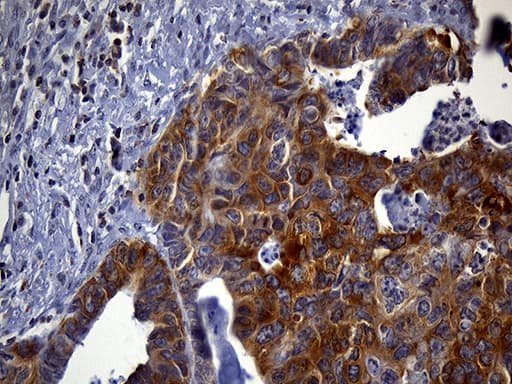 SH3BP1 Antibody (clone OTI2C7, Carrier-free)