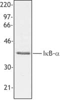 IHC-plus™ Polyclonal Rabbit anti-Mouse NFKBIA / IKB Alpha / IKBA Antibody (C-Terminus, IHC, WB)