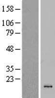 CSTL1 / Cystatin-Like 1 Protein (Over-Expression Lysate Myc-DDK (Flag))