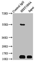 HIST1H4I Antibody