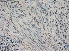 SLC18A2 / VMAT2 Antibody (clone OTI10C11, Carrier-free)