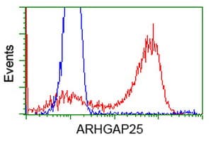 ARHGAP25 Antibody (clone OTI11C4)