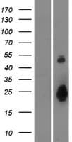 OTOL1 Protein (Over-Expression Lysate Myc-DDK (Flag))
