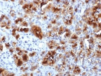 GP2 Antibody (clone GP2/1712, Azide-free, BSA-free)