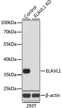 ELAVL1 / HUR Antibody