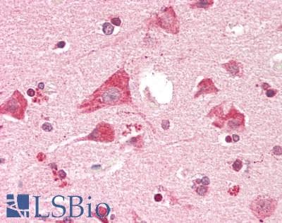 IHC-plus™ PTGES2 Antibody