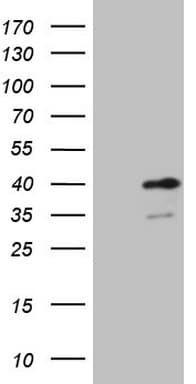 SPT3 / SUPT3H Antibody (clone OTI4A6, Carrier-free)