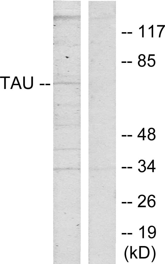 MAPT / Tau Antibody (aa551-600)
