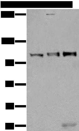 US01 / p115 Antibody