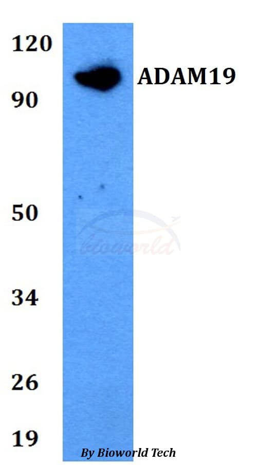 ADAM19 Antibody
