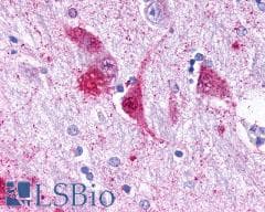 PAEL Receptor / GPR37 Antibody (N-Terminus)